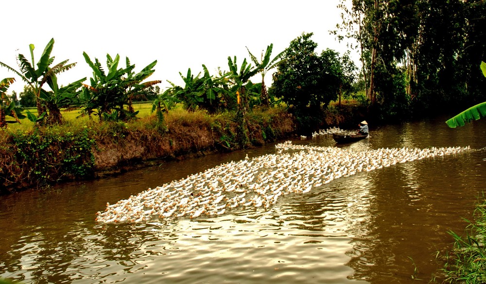 People in Mekong delta tend water fowl (Photo: U. Phuong)